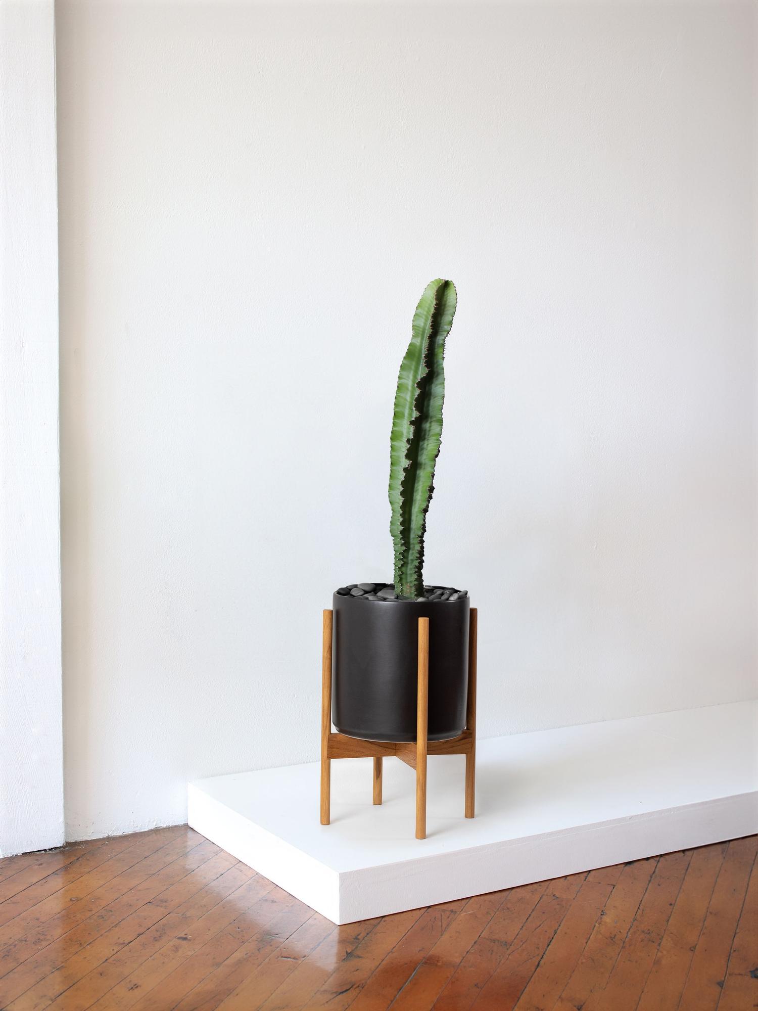 Jade Cactus - Black Mid-Century Ceramic & Light Wood Stand 
