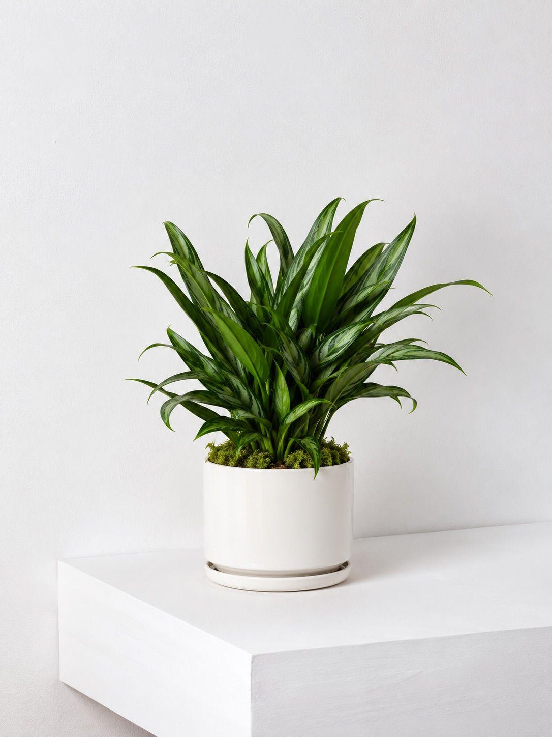 Tiger Evergreen - White Foundation Ceramic