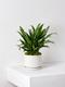 Tiger Evergreen