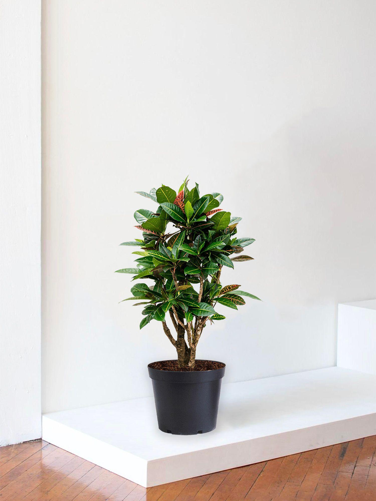 Croton Golden Petra