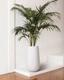 Kentia Palm