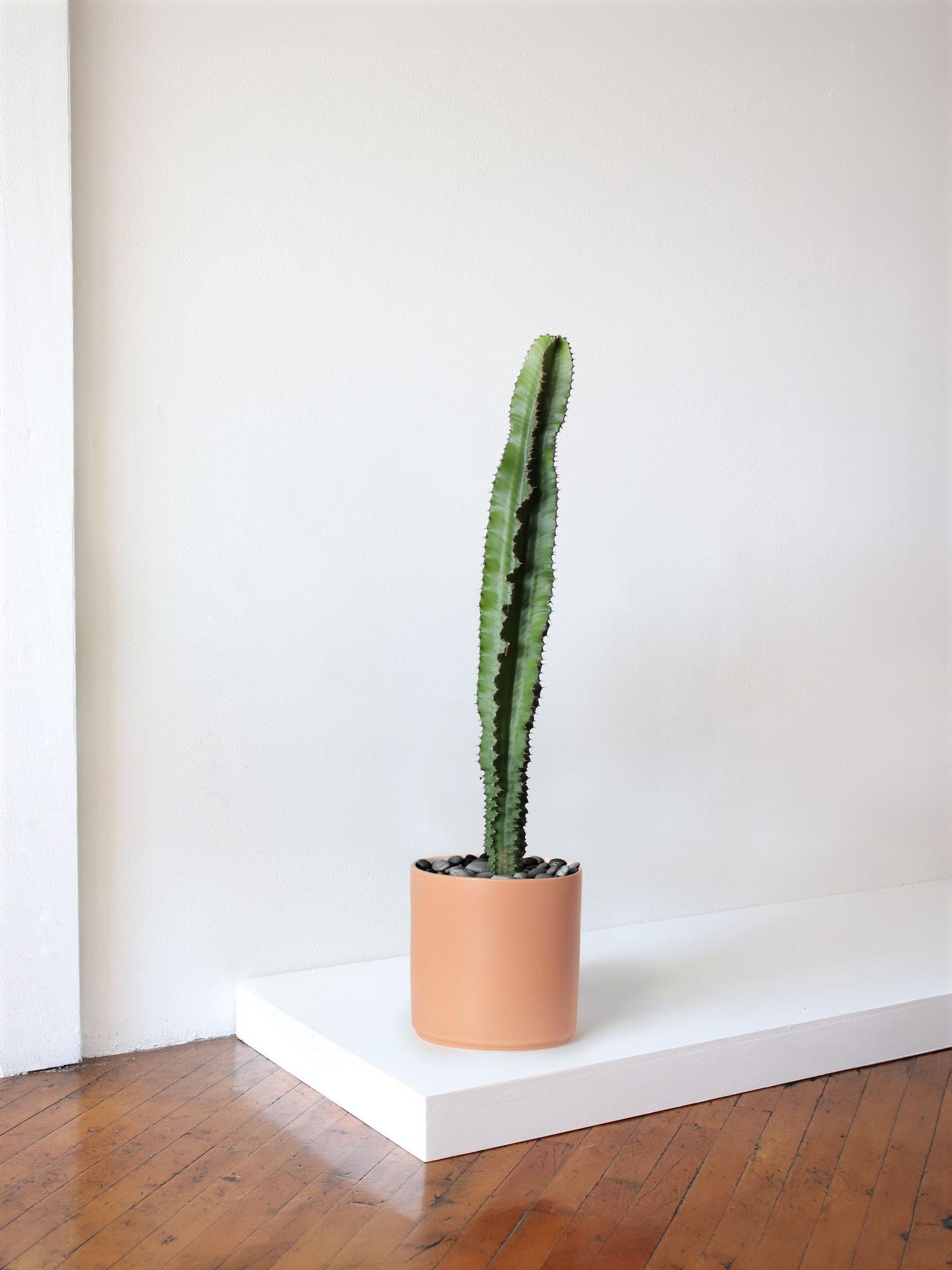 Jade Cactus