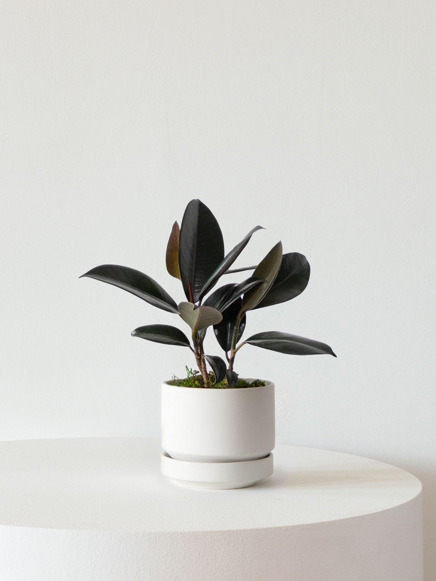 Rubber Plant - White Scandinavian Ceramic 