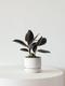 Rubber Plant