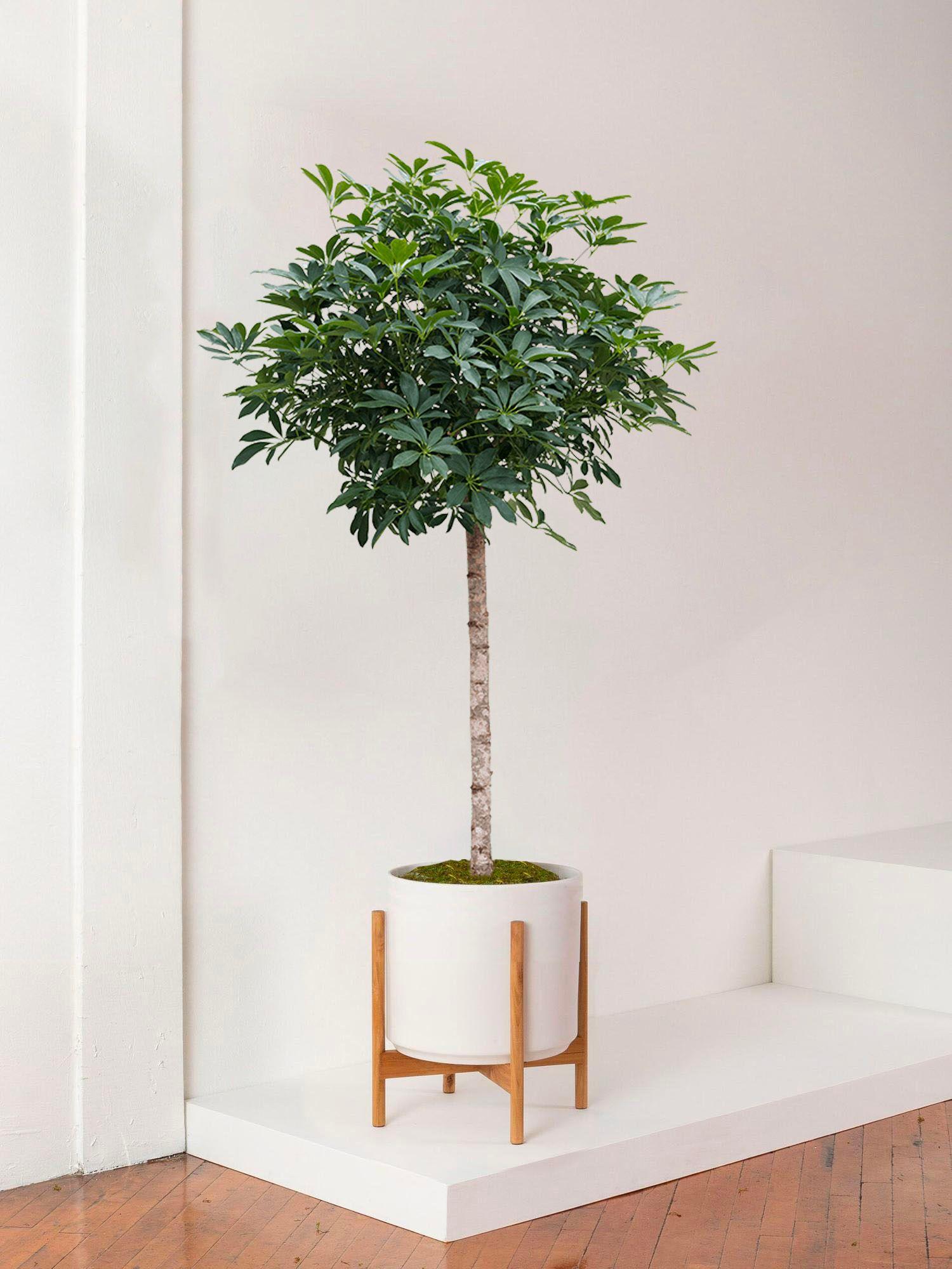 Arbre Schefflera