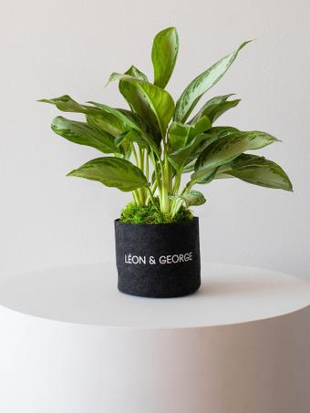 indoor plants picture