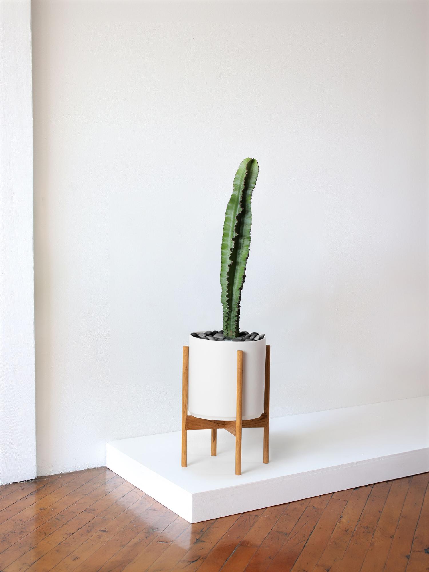 Jade Cactus - White Mid-Century Ceramic & Light Wood Stand 