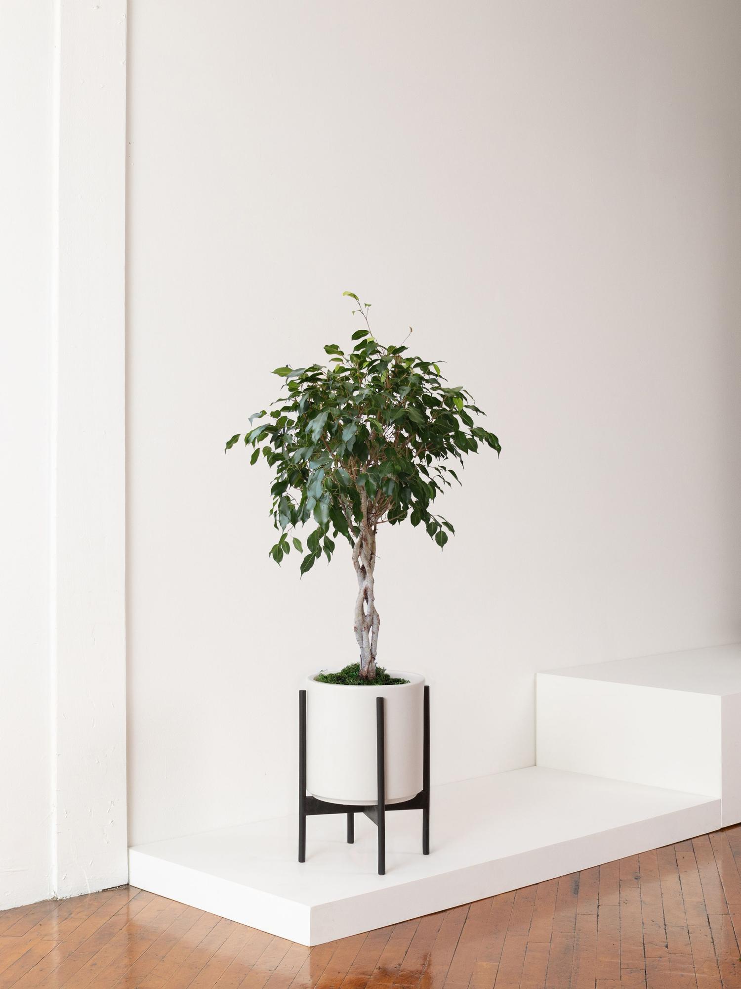 Ficus Benjamina