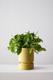 Cascading Pothos