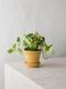 N'joy Pothos