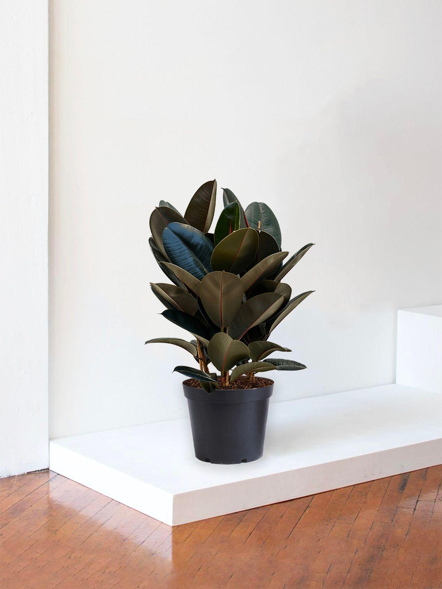 Ficus Elastica Abidjan