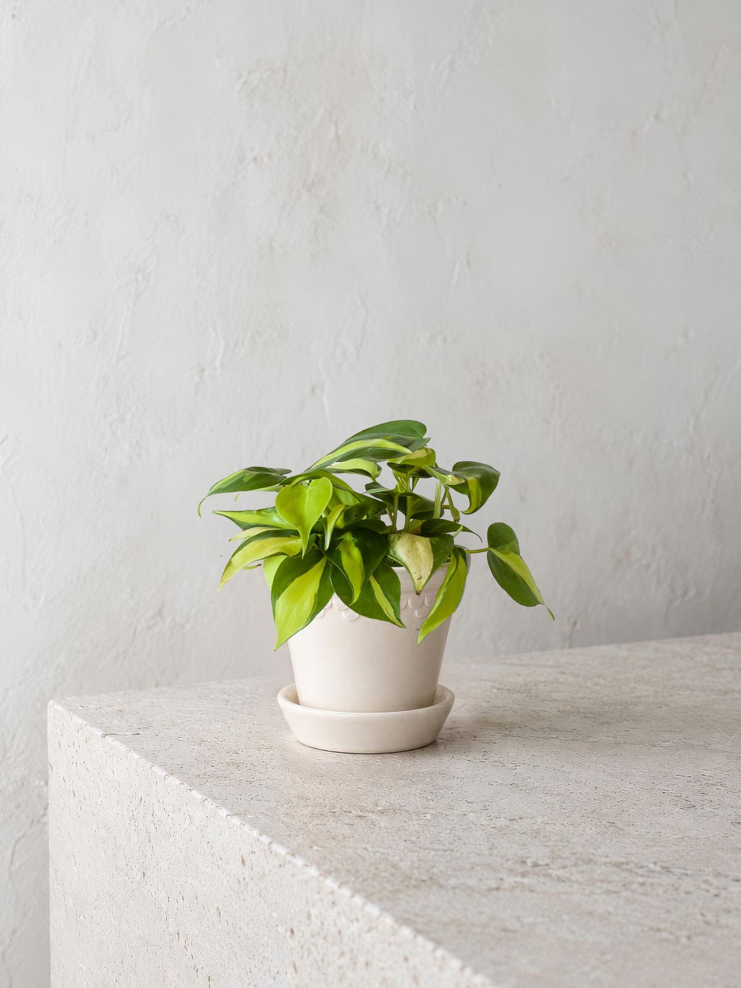 Philodendron Brasil