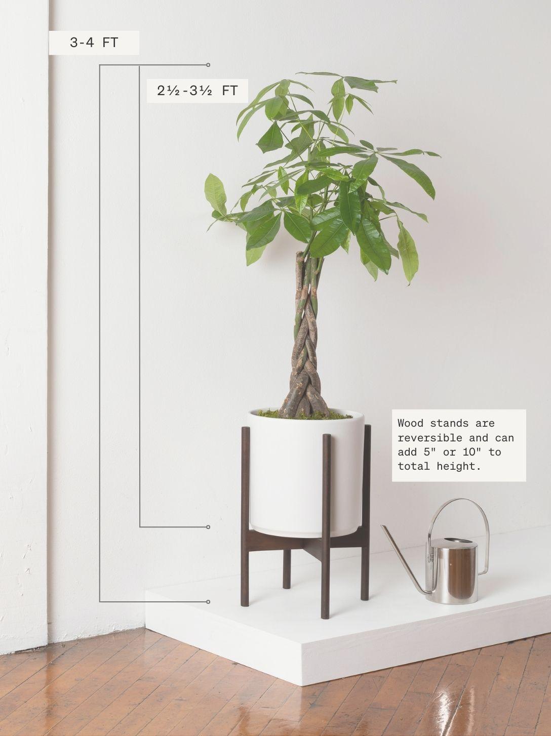 Braided Money Tree
