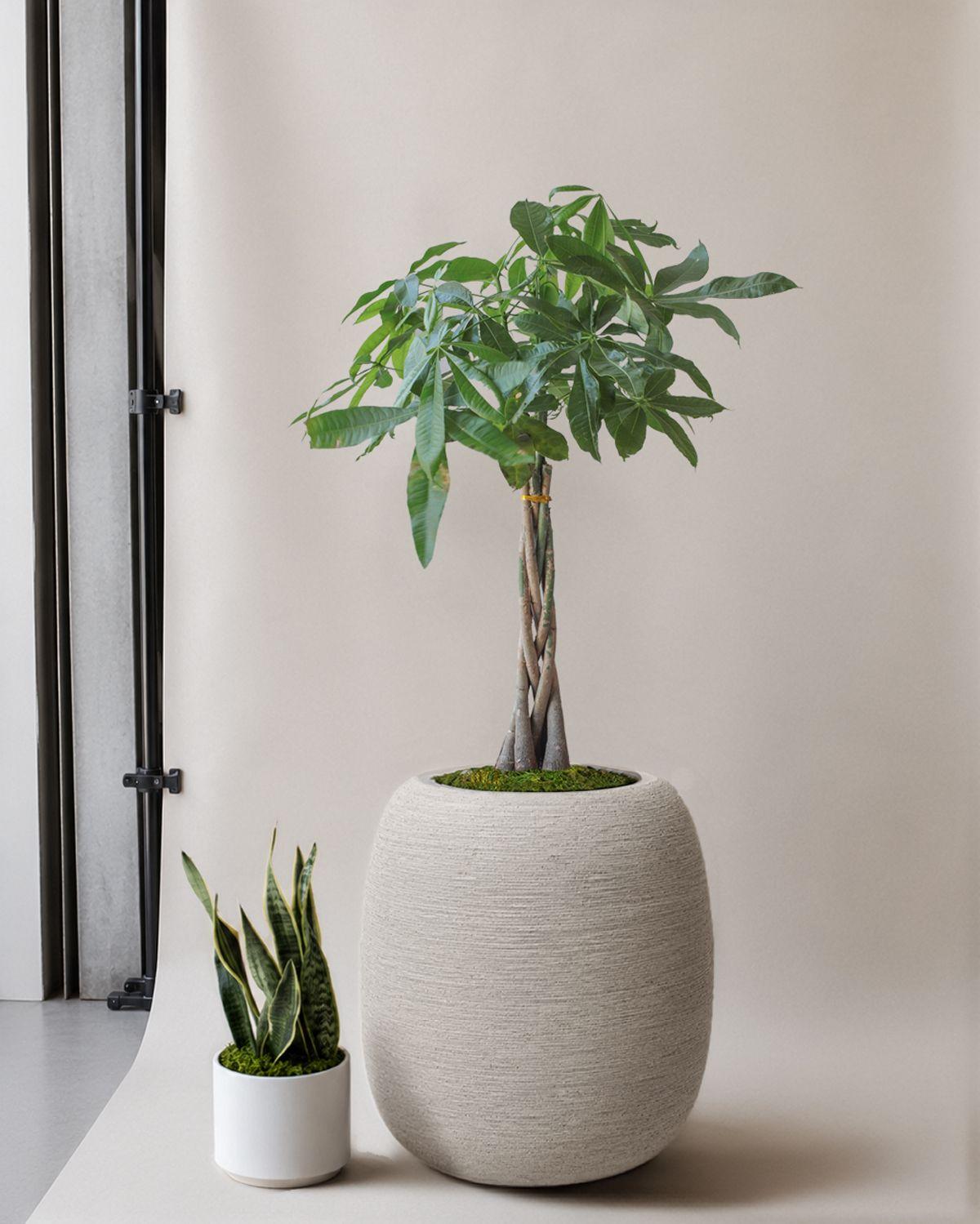 Braided Money Tree