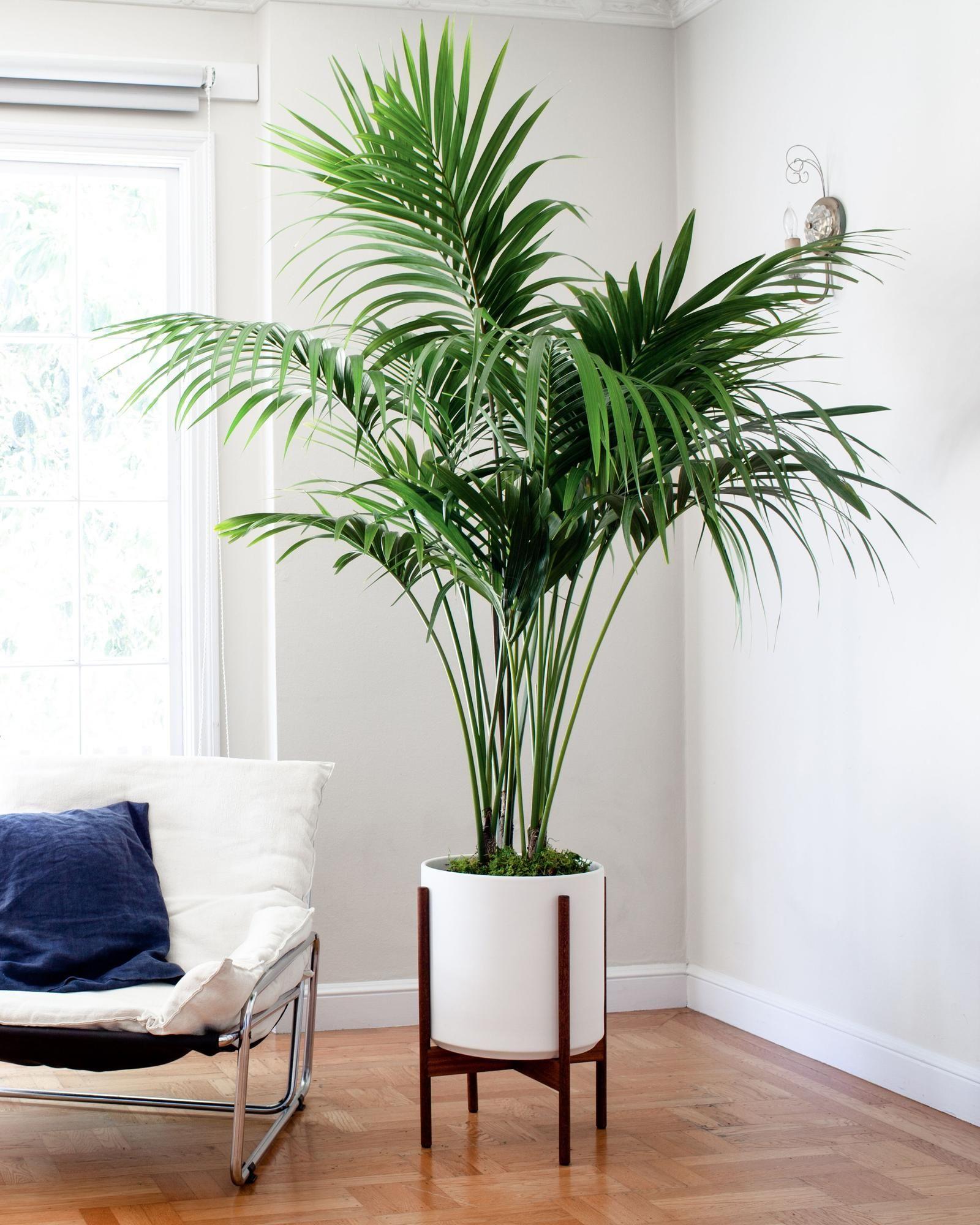 Kentia Palm