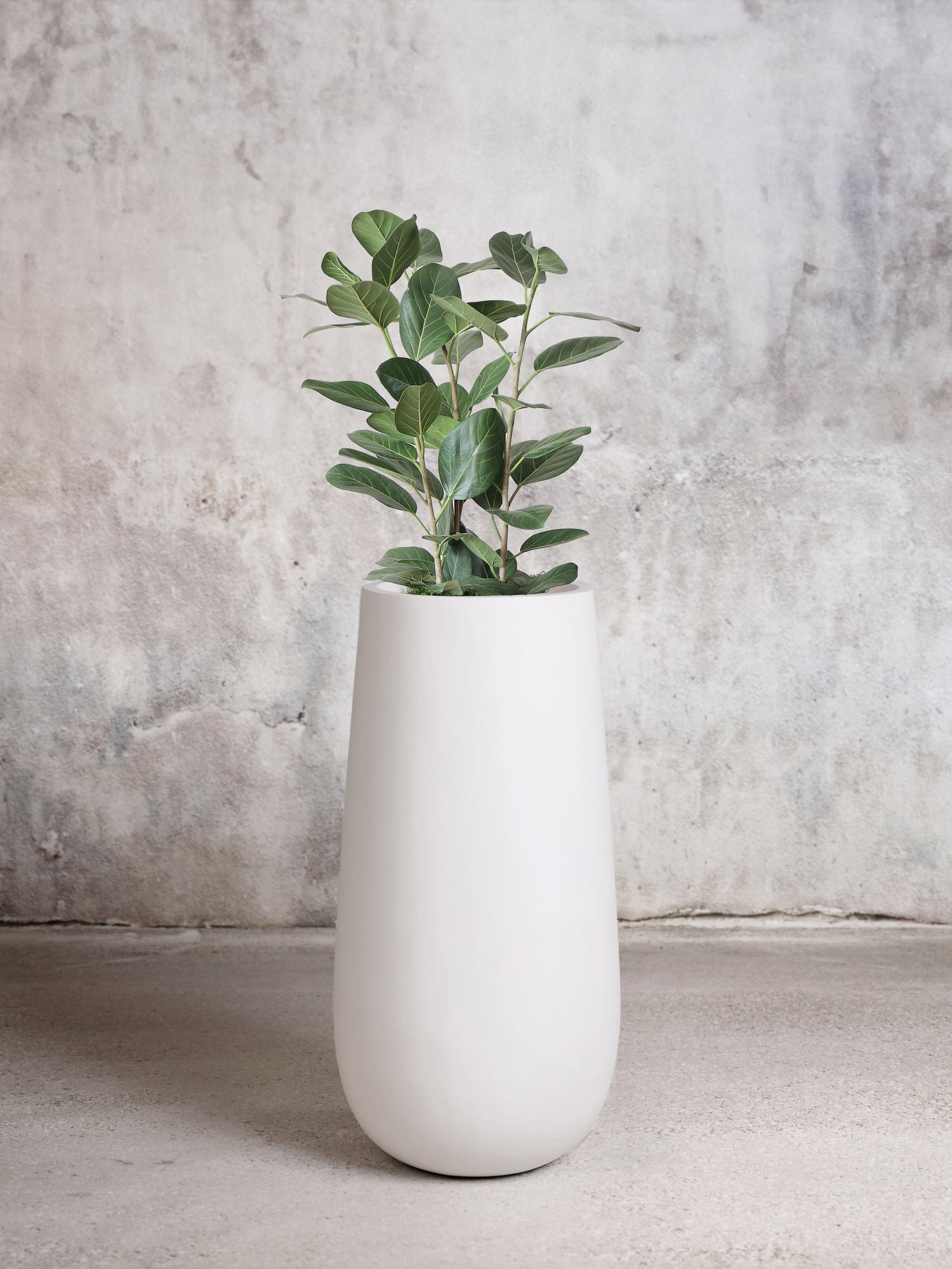 Ficus Audrey Tree