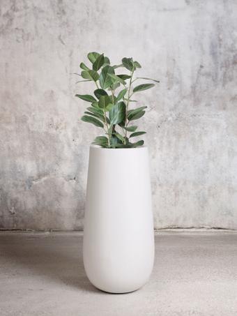 indoor plants picture