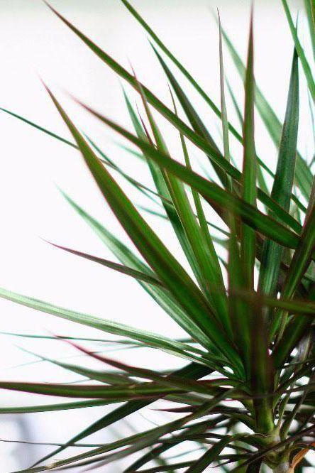 Dragon Tree