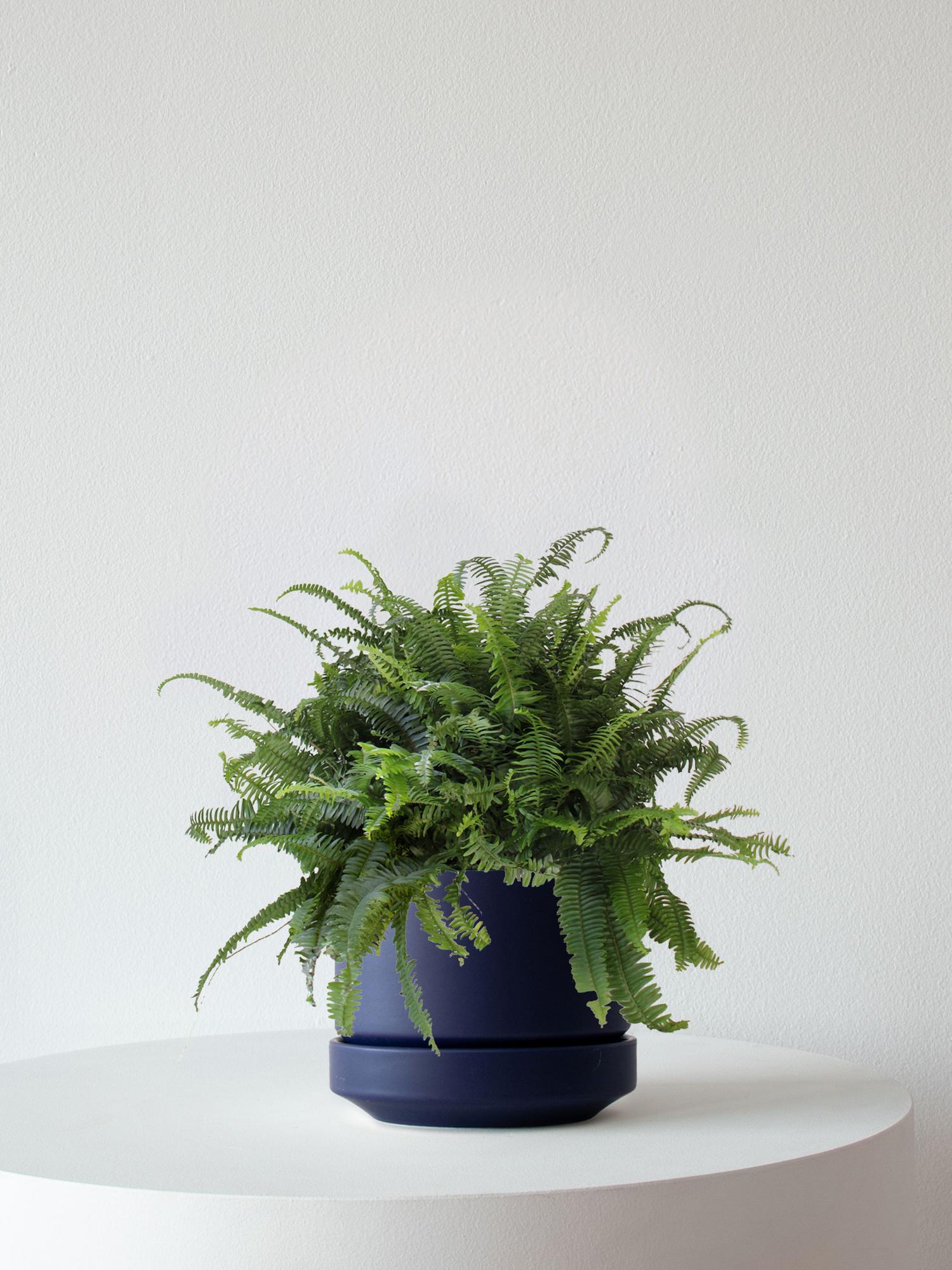 Boston Fern