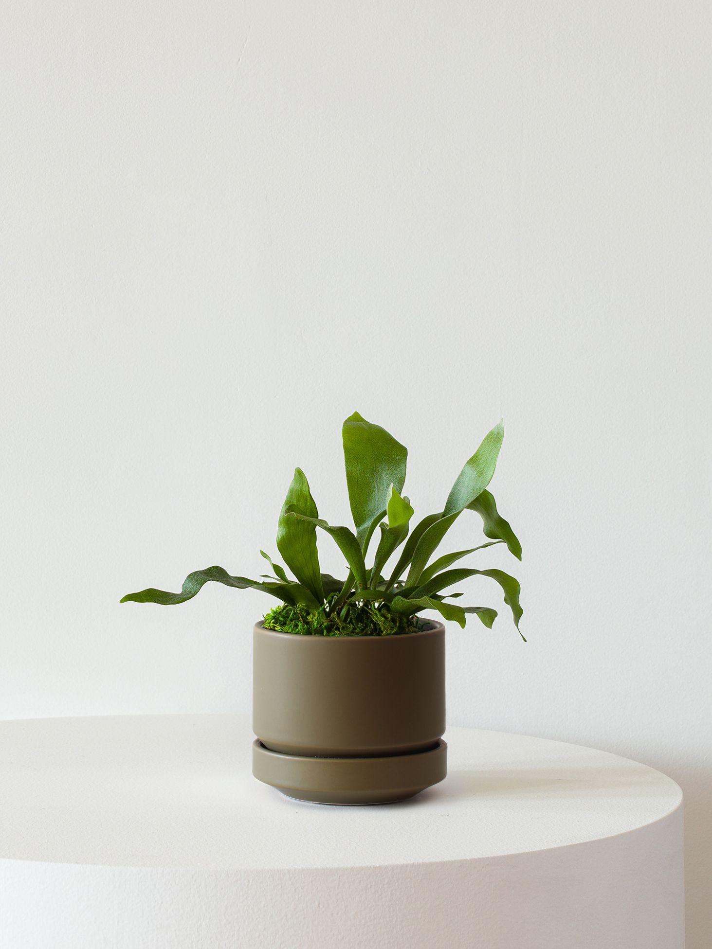 Staghorn Fern