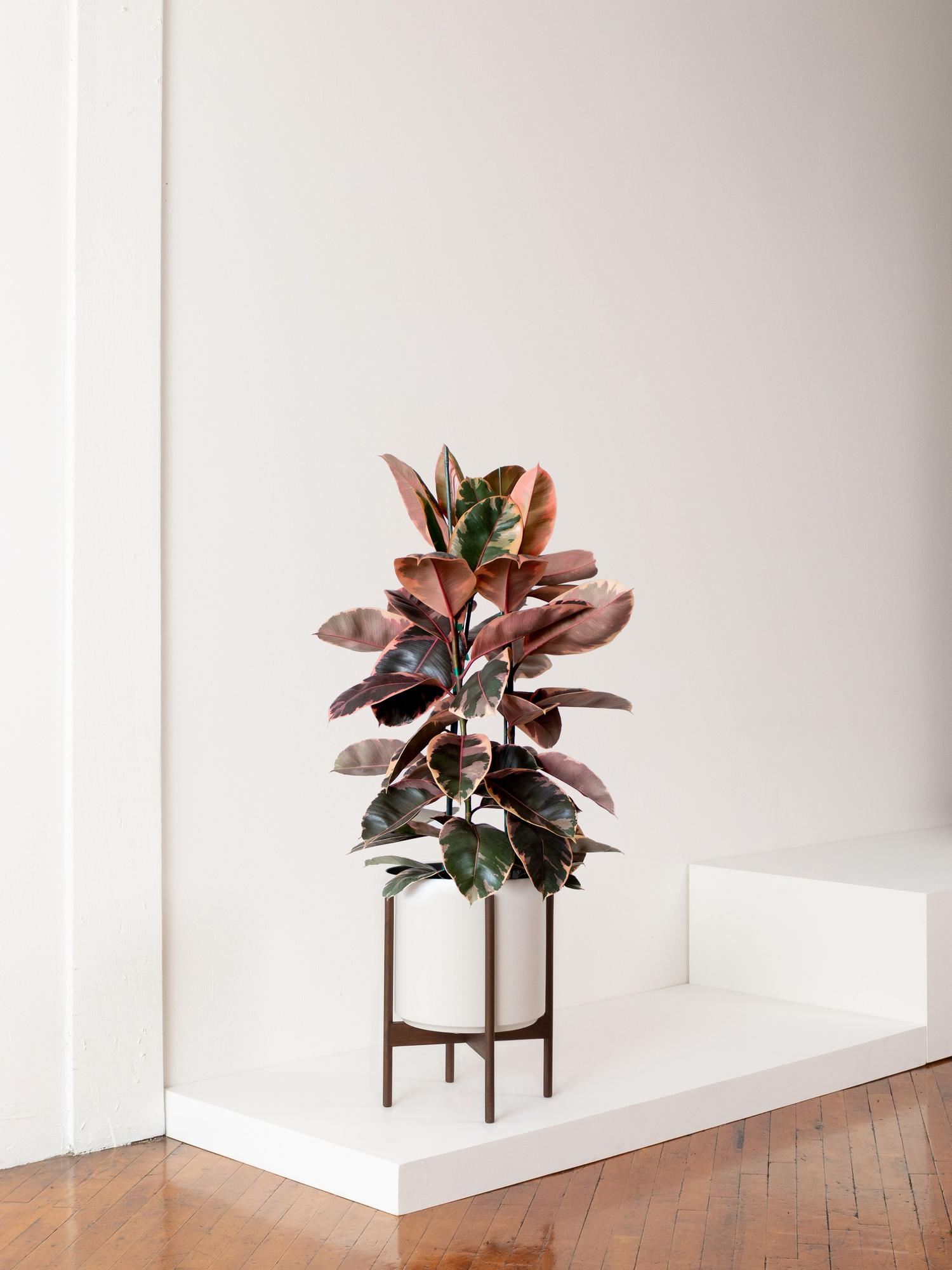 Pink Rubber Tree - White Mid-Century Ceramic & Dark Wood Stand 