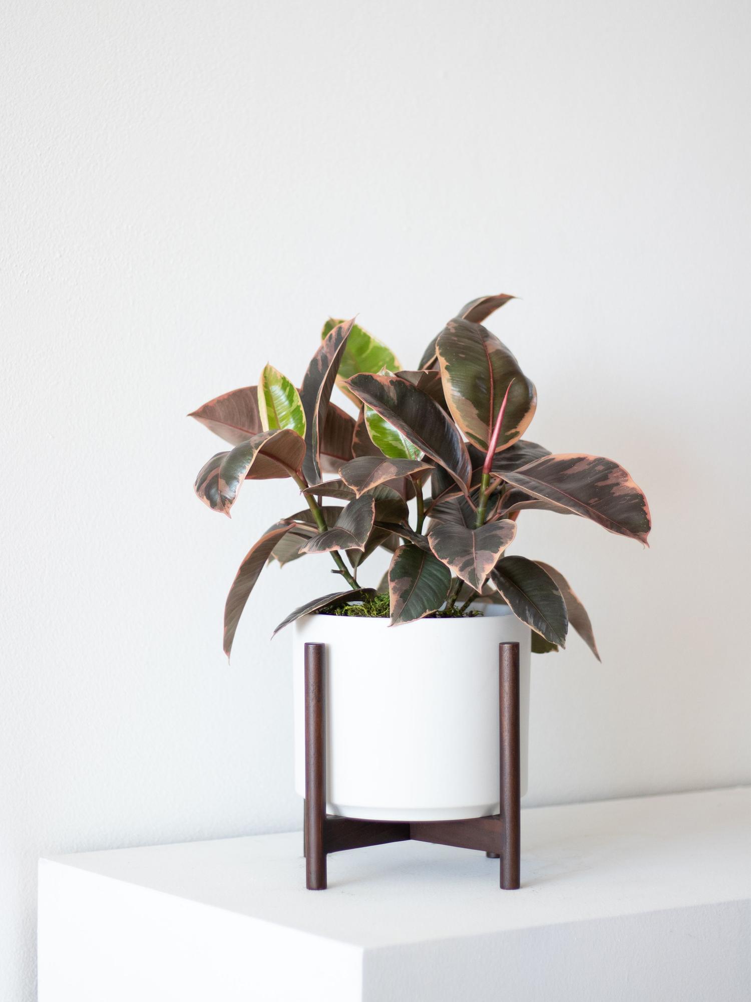 Pink Rubber Plant
