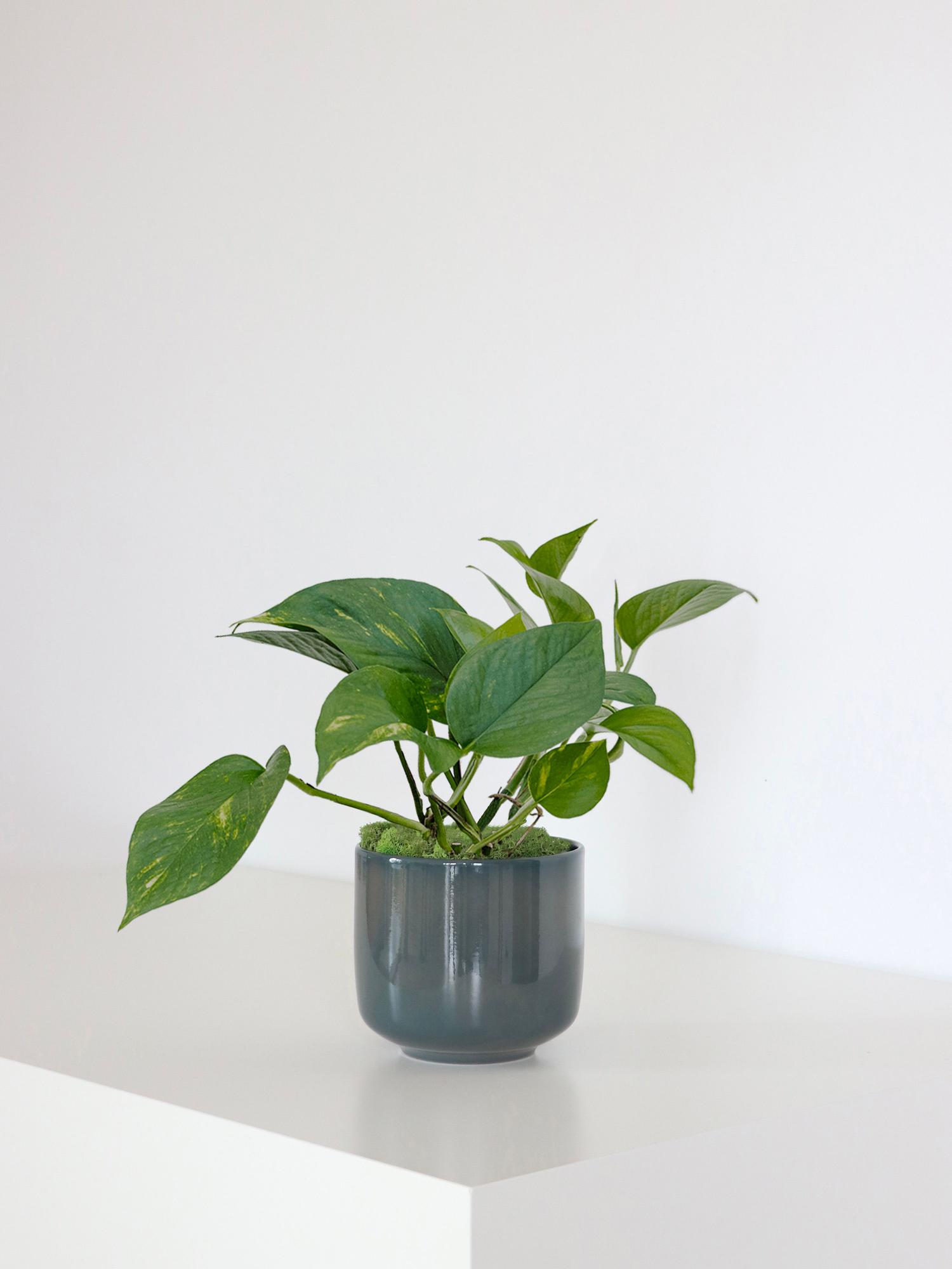 Cache-pot Curvy - Le 13