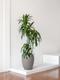 Dracaena Lisa