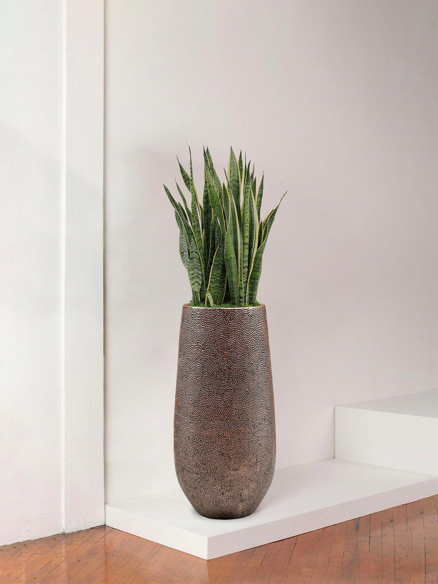 Sansevieria Laurentii