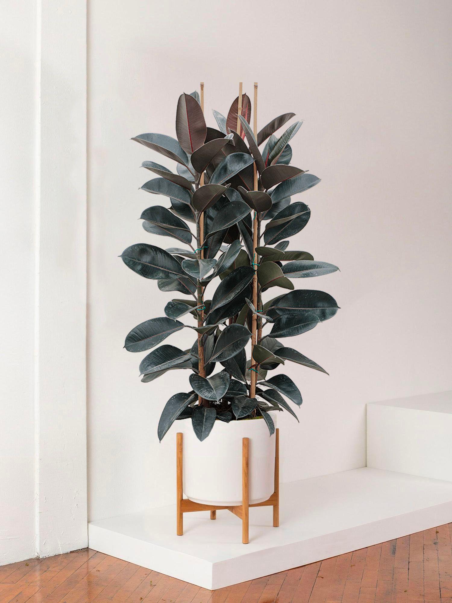 Ficus Elastica Abidjan