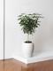 Schefflera Tree