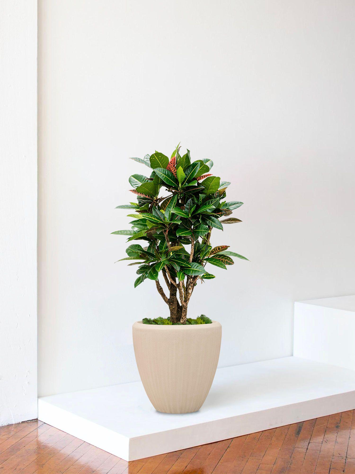 Croton Golden Petra - Le 30 - Maia calcaire 