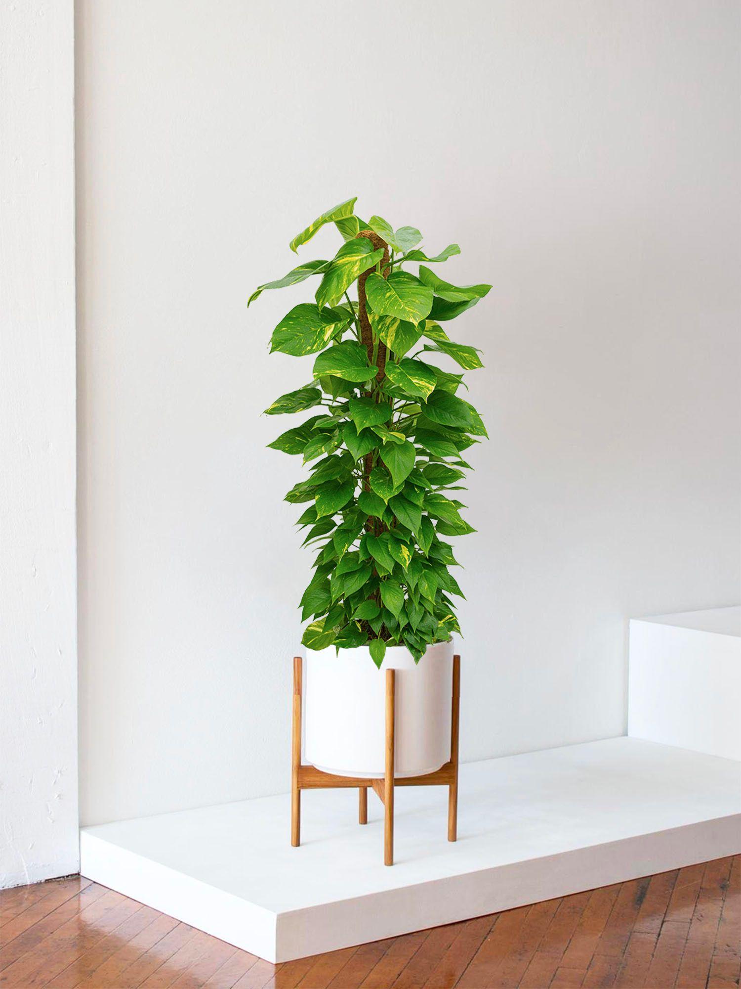 Pothos Colonne