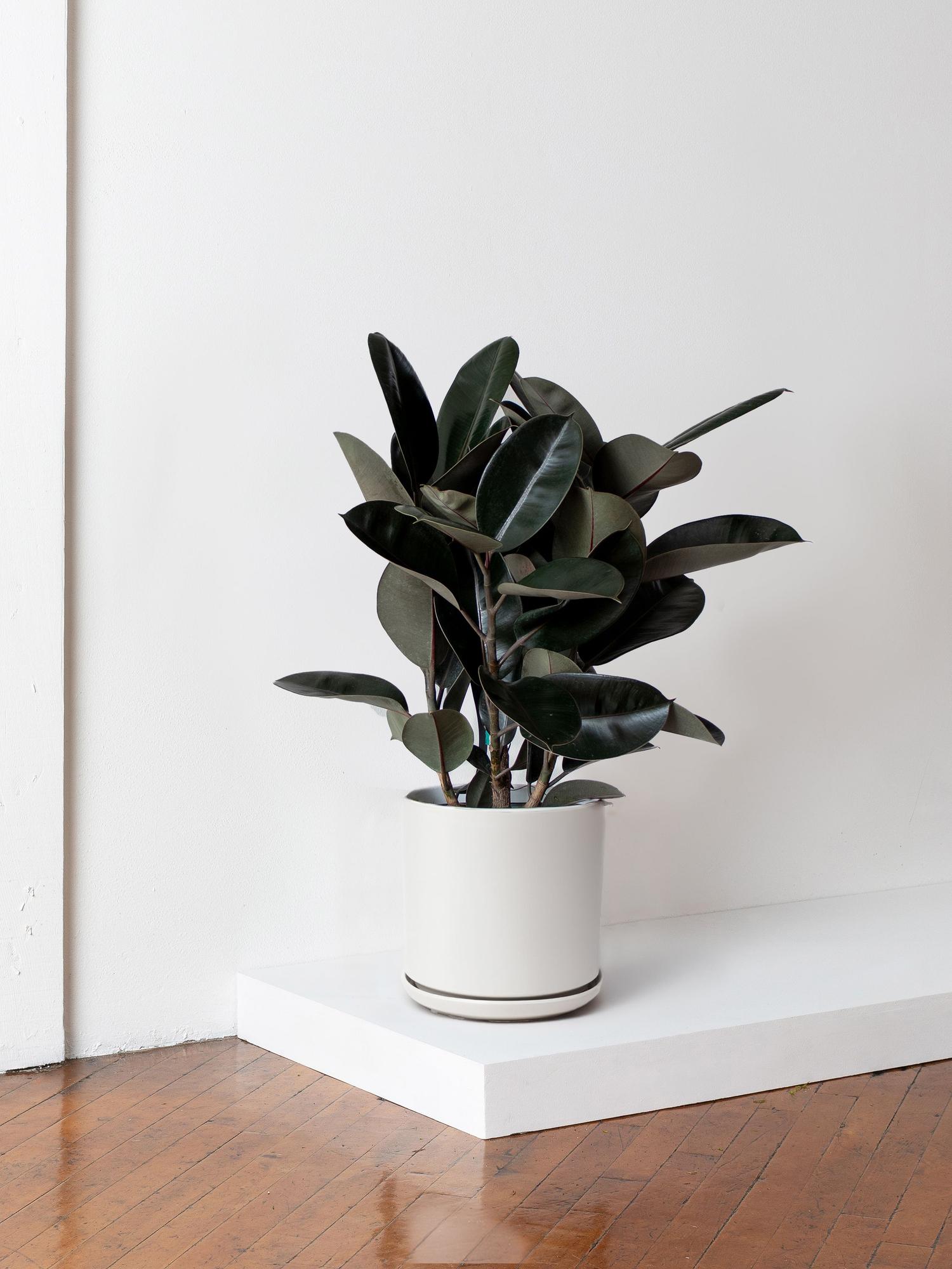 Rubber Tree