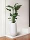 Bird of Paradise