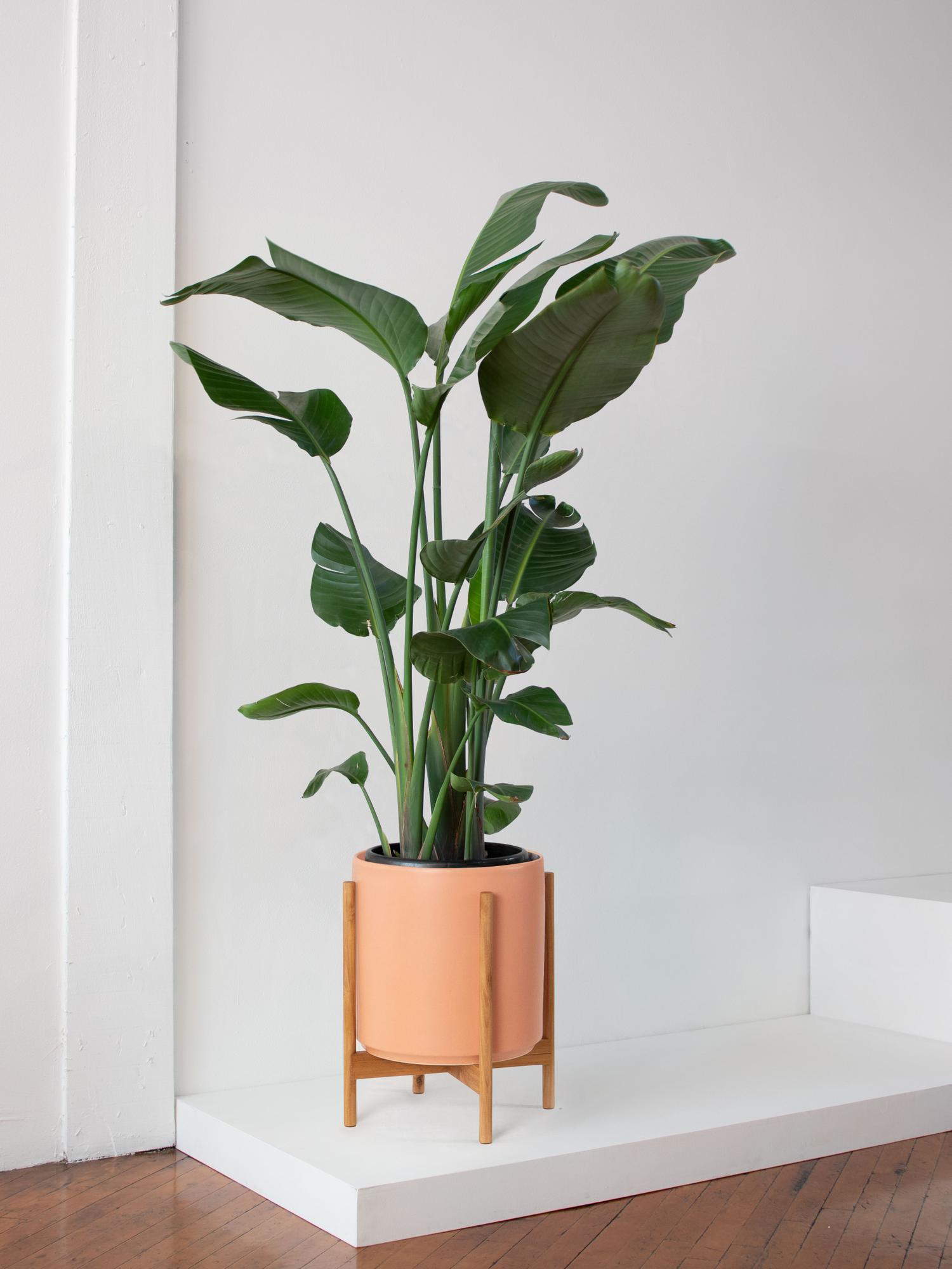 Bird of Paradise - Coral Mid-Century Ceramic & Light Wood Stand 