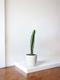 Jade Cactus