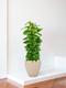 Pothos Column