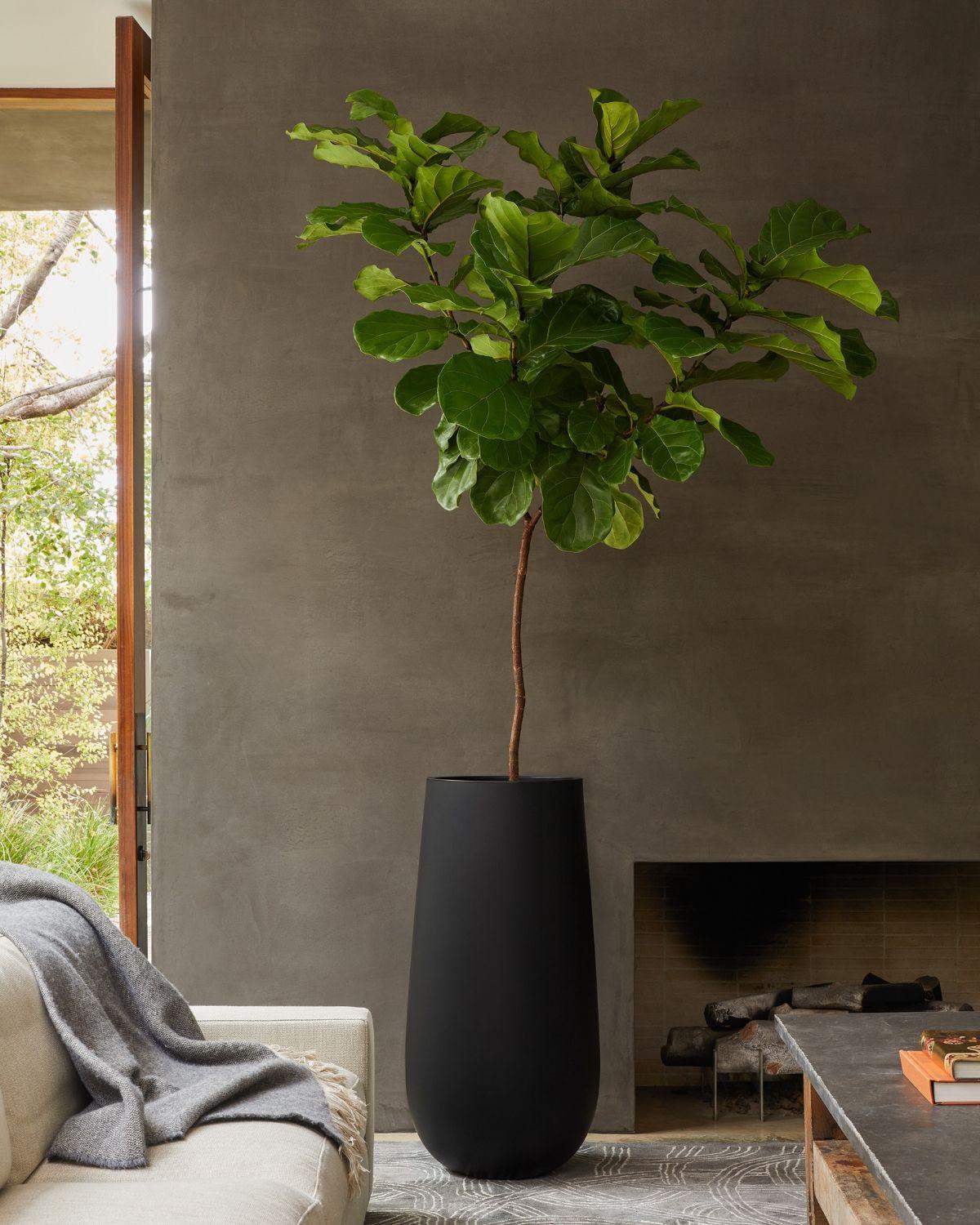 Fiddle Leaf Fig Tree