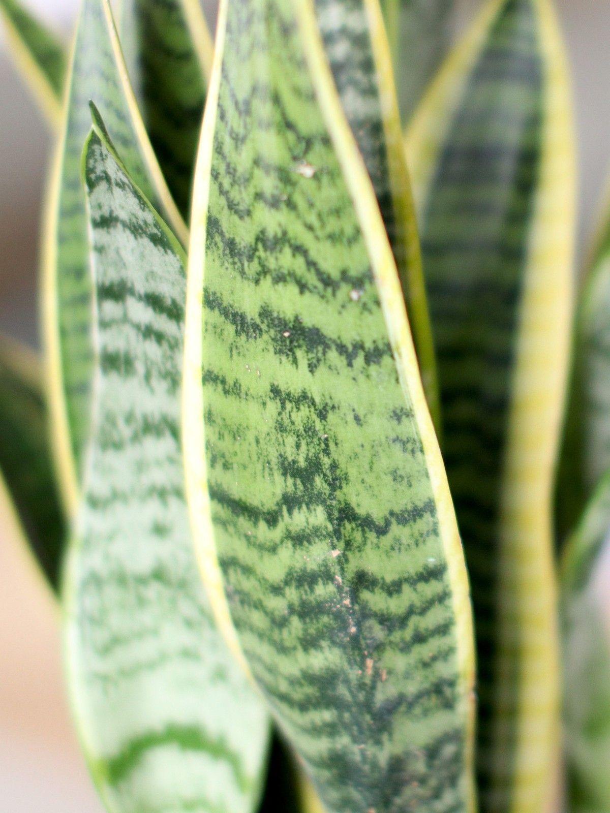 Snake Plant Laurentii