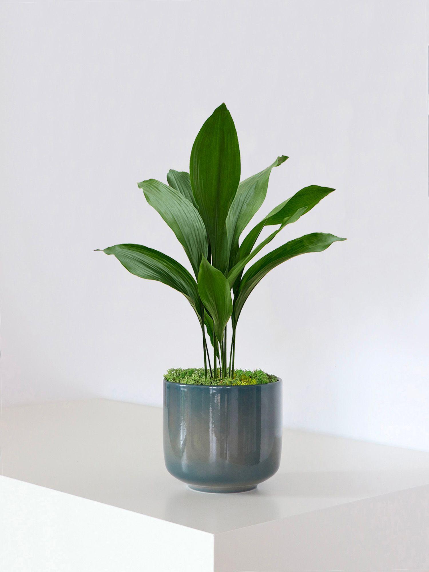 Aspidistra Elatior - Le 19 - Curvy bleu de paon 