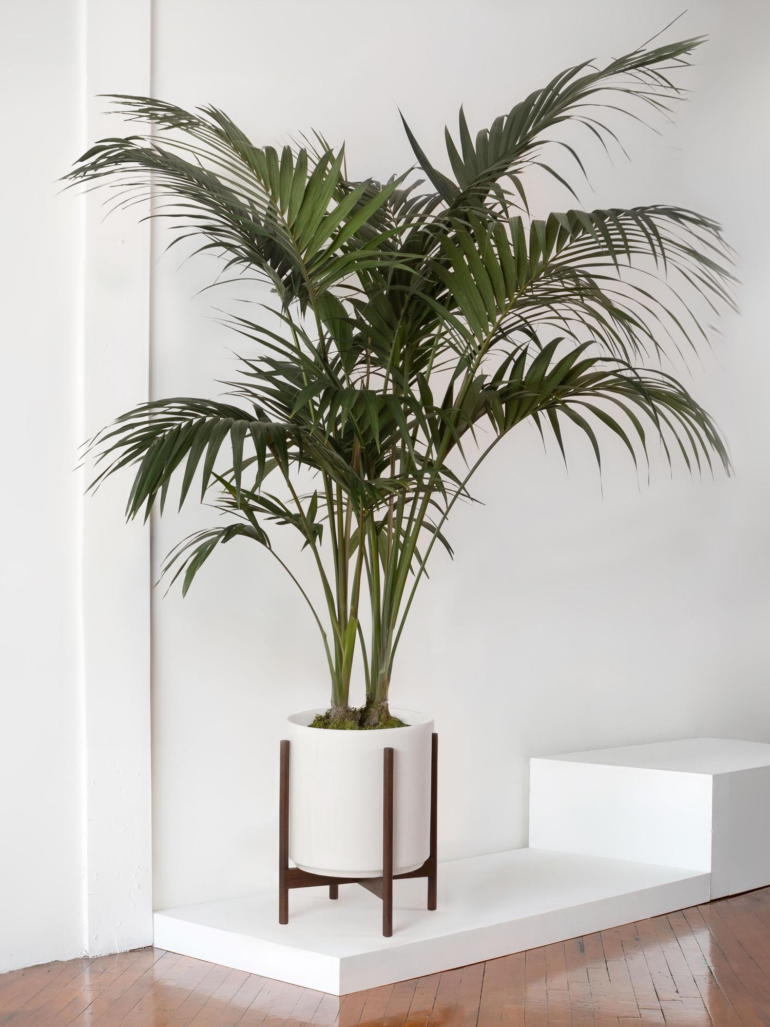 Kentia Palm - White Mid-Century Ceramic & Dark Wood Stand 