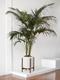 Kentia Palm