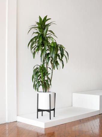indoor plants picture