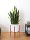 Sansevieria Laurentii