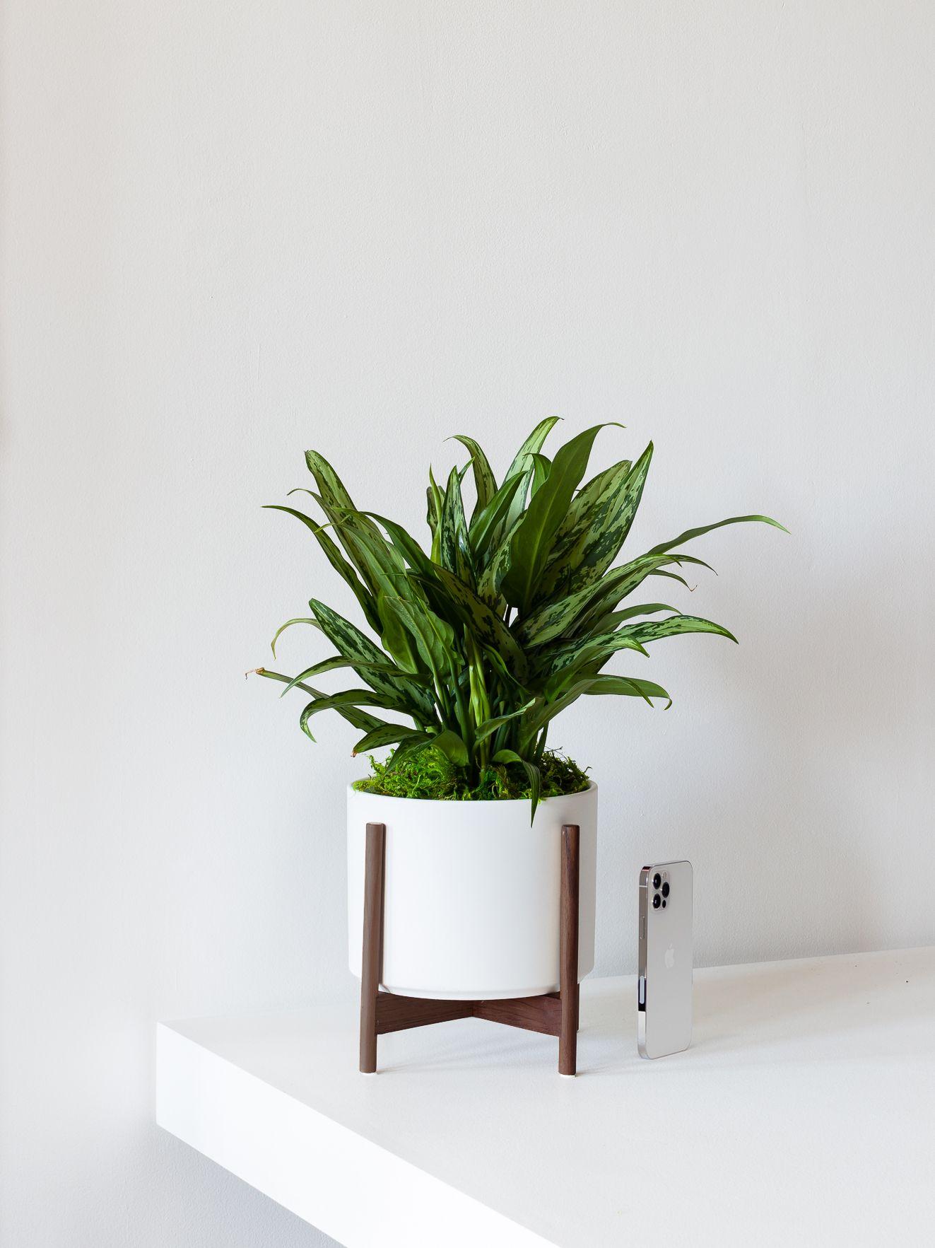 Mid-Century Cylinder - The Six