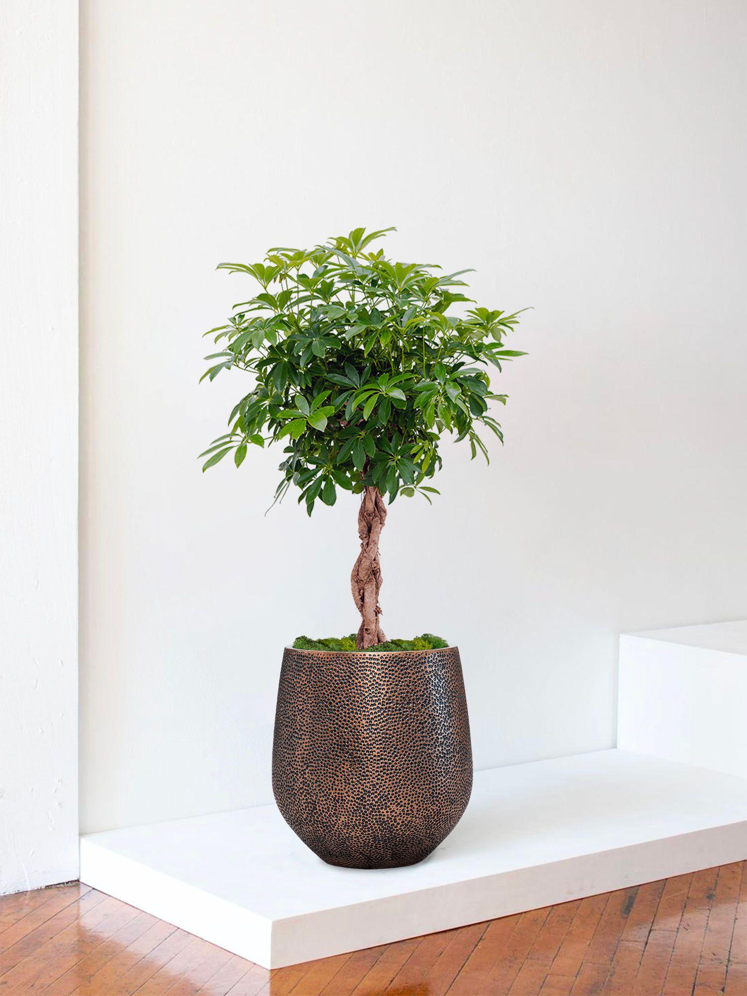 Arbre Schefflera - Le 30 - Dune cuivre 