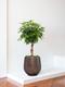 Schefflera Tree