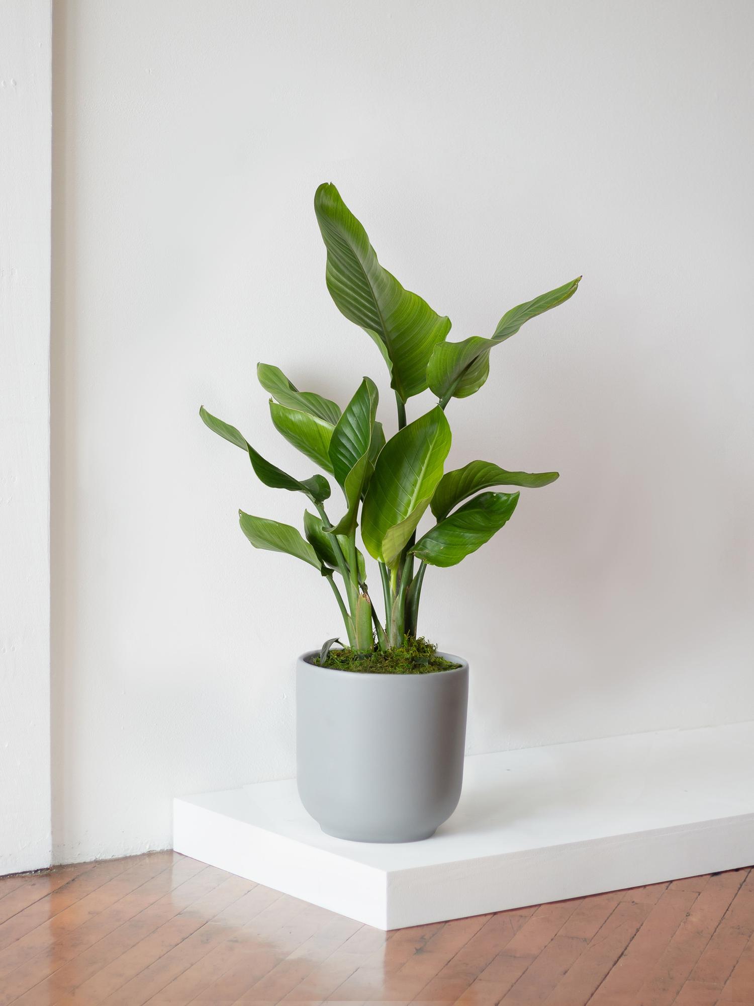 Bird of Paradise - Gray Nouvelle Ceramic 