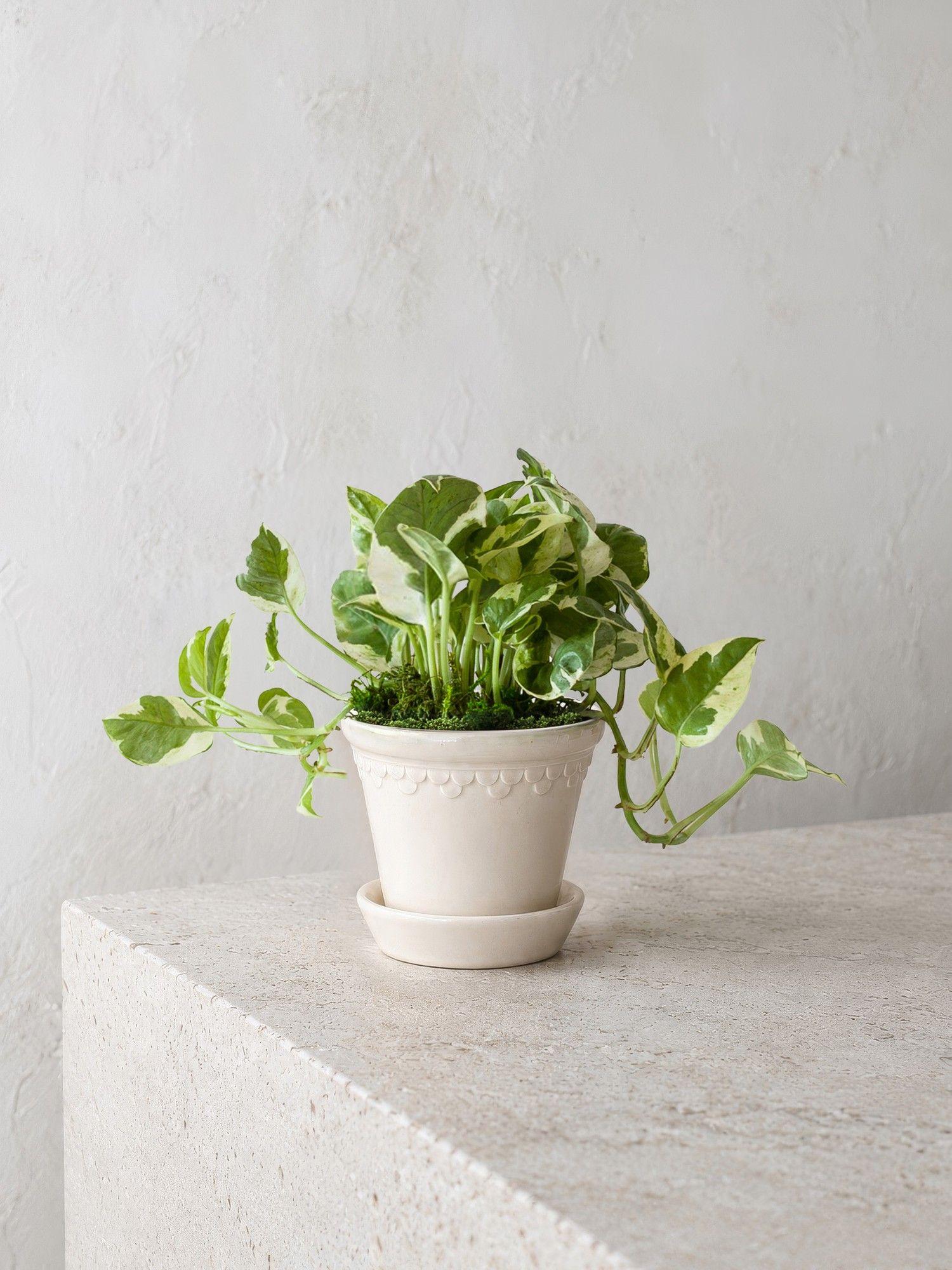 N'joy Pothos
